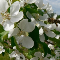 Яблоня Китайка Долго с7, Malus domestica Dolgo, Яблоня Китайка Долго