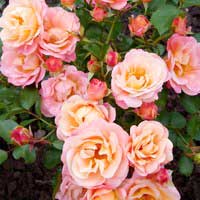 Роза Кубана, шраб - Питомник декоративных и садовых растений
