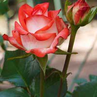 Роза Блаш, чайно-гибридная - Питомник декоративных и садовых растений