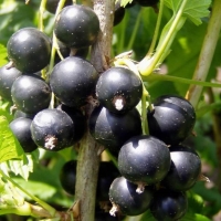 Смородина черная Багира, Rubus