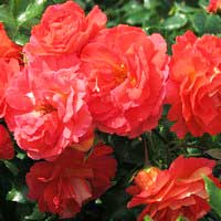 Роза Гебрудер Гримм, флорибунда - Питомник декоративных и садовых растений