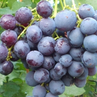 Виноград сорт "Рошфор" 0,8 л - Питомник декоративных и садовых растений