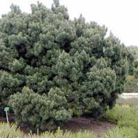 Сосна обыкновенная Watererii, Pinus silvestris Watereri, Сосна обыкновенная Ватерери