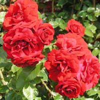 Роза Амадеус, клаймбер - Питомник декоративных и садовых растений