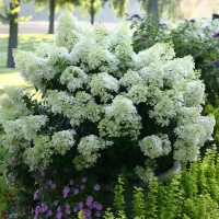 Гортензия Bobo, Hydrangea paniculata Bobo, Гортензия Бобо
