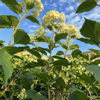 Гортензия Limelight, Hydrangea paniculata Limelight, Гортензия метельчатая Лаймлайт