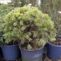 Сосна обыкновенная Watererii, Pinus sylvestris Watereri, Сосна обыкновенная Ватерери