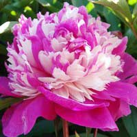 Пион молочноцветковый Селебрити - Питомник декоративных и садовых растений