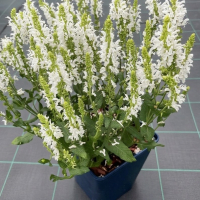Шалфей дубравный Schneehugel, Salvia nemorosa Schneehugel, Шалфей дубравный Шнеехюгель