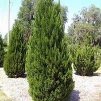 Можжевельник китайский Spartan, Juniperus chinensis Spartan, Можжевельник китайский Спартан