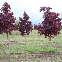 Клен остролистный Royal Red, Acer platanoides Royal Red, Клён остролистный Роял Ред
