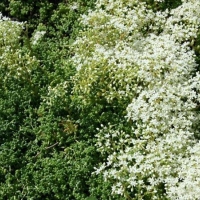 Очиток белый Chloroticum - Питомник декоративных и садовых растений