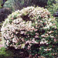 Калина обыкновенная Roseum, Viburnum opulus Roseum, Калина обыкновенная Розеум