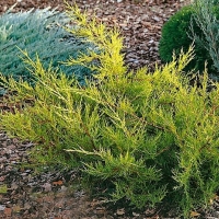 Можжевельник Kuriwao Gold, Juniperus chinensis Kuriwao Gold, Можжевельник китайский Куривао Голд