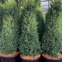 Можжевельник Hibernica, Juniperus communis Hibernica, Можжевельник Хиберника, купить можжевельник Hibernica