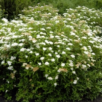 Спирея японская Albiflora - Питомник декоративных и садовых растений
