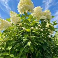 Гортензия Limelight, Hydrangea paniculata Limelight, Гортензия метельчатая Лаймлайт