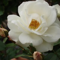 Роза Шнеевитхен, флорибунда - Питомник декоративных и садовых растений