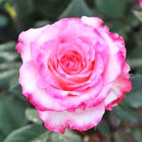 Роза Дуэт, чайно-гибридная - Питомник декоративных и садовых растений
