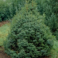 Ель сербская, Ель сербская 100/120, Picea Omorica