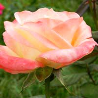 Роза Бель Перпл, чайно-гибридная - Питомник декоративных и садовых растений