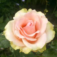 Роза Дансинг Квин, чайно-гибридная - Питомник декоративных и садовых растений