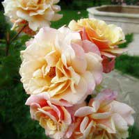 Роза Карамелла, шраб - Питомник декоративных и садовых растений