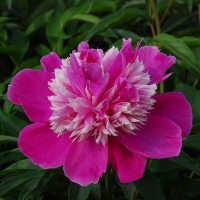Пион Exotic Flower - Питомник декоративных и садовых растений