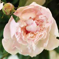 Пион молочноцветковый Алерти - Питомник декоративных и садовых растений