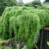 Тсуга канадская Pendula - Питомник декоративных и садовых растений