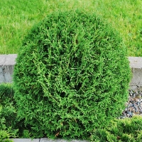 Туя западная Tiny Tim 50/60 C12 - Питомник декоративных и садовых растений