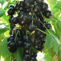 Смородина черная Память Вавилова, Rubus