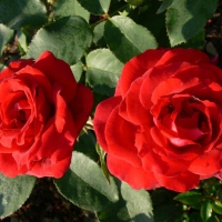 Роза Дуфтзаубер, чайно-гибридная - Питомник декоративных и садовых растений