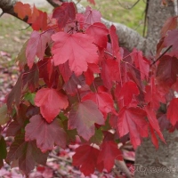 Клен красный October Glory, Acer rubrum october Glory, Клен красный Октобер Глори