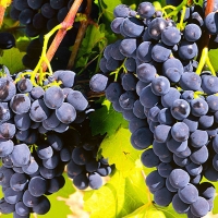 Виноград сорт "Рошфор" 0,8 л 1890 руб. В наличии.