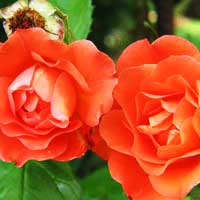 Роза Вестерлэнд, шраб - Питомник декоративных и садовых растений