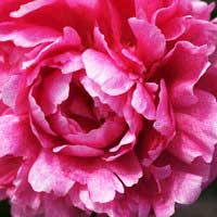 Пион молочноцветковый The Fawn - Питомник декоративных и садовых растений