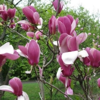 Магнолия Суланжа, Магнолия Суланжа с5, Magnolia soulangeana