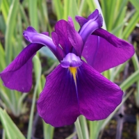 Ирис мечевидный, Iris ensata