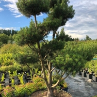 Сосна bonsai, Pinus sylvestris Bonsai, Сосна Босай