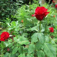 Роза Форевер Янг, чайно-гибридная - Питомник декоративных и садовых растений