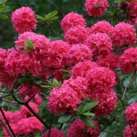 Рододендрон листопадный Homebush - Питомник декоративных и садовых растений