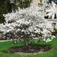 Магнолия звездчатая, Magnolia stellata