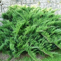 Можжевельник Tamariscifolia, Juniperus sabina Tamariscifolia, Можжевельник Тамарицифолия, купить Можжевельник Tamariscifolia