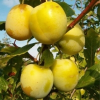 Слива Россошанская желтая с7.5, Слива Россошанская желтая, Prunus domestica