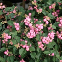 Снежноягодник розовый Magic Berry c5 - Питомник декоративных и садовых растений