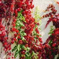 Виноград девичий Партеноциссус Parthenocissus - Питомник декоративных и садовых растений