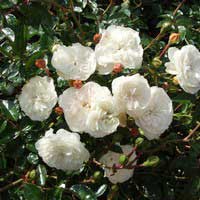 Роза Свани, шраб - Питомник декоративных и садовых растений