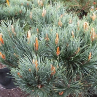 Сосна обыкновенная Watererii, Pinus sylvestris Watereri, Сосна обыкновенная Ватерери