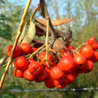Рябина обыкновенная Sheerwater Seedling - Питомник декоративных и садовых растений